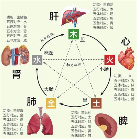 内脏五行|中医基础丨五行与五脏